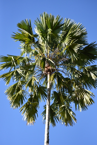 Saribus rotundifolius (Lam.) Blume