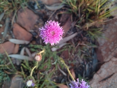 Pseudopegolettia tenella