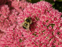 Bombus vagans bolsteri