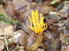 Calocera viscosa