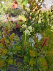 Pterygodium catholicum