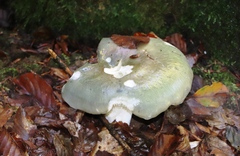 Russula virescens
