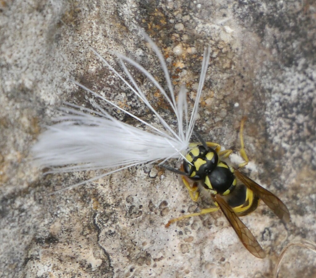 Ground Yellowjackets from Son Espanyol, Palma, Islas Baleares, España