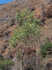 Populus fremontii