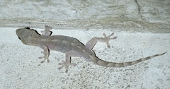 Gekko japonicus
