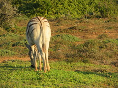 Equus quagga burchellii