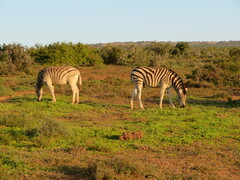 Equus quagga burchellii