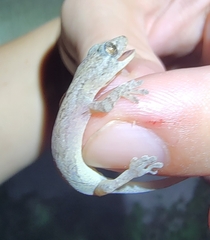 Gekko japonicus
