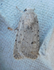 Caradrina