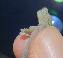 Gekko japonicus