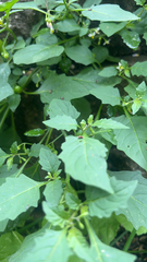 Solanum emulans