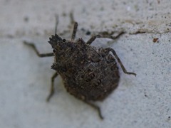 Brochymena quadripustulata
