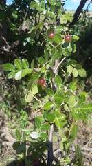 Bursera linanoe