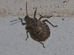 Brochymena quadripustulata