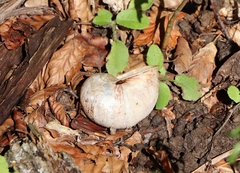 Helix pomatia