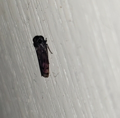 Pterygota