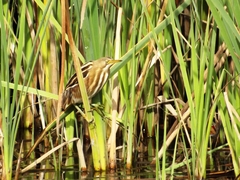Ixobrychus involucris