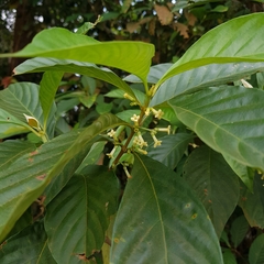 Timonius wallichianus