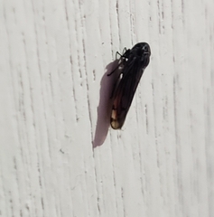 Pterygota