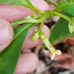 Timonius wallichianus