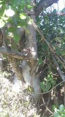 Bursera linanoe