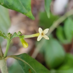 Timonius wallichianus