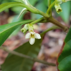 Timonius wallichianus