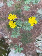 Pilosella caespitosa