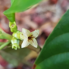 Timonius wallichianus