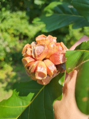 Andricus quercusstrobilanus