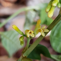 Timonius wallichianus