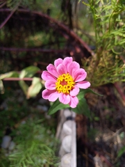 Zinnia
