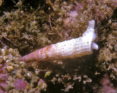 Euthymella elongata