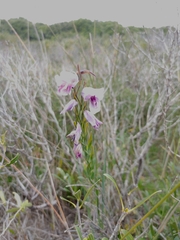 Gladiolus carinatus