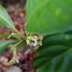 Timonius wallichianus