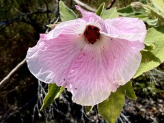 Hibiscus splendens
