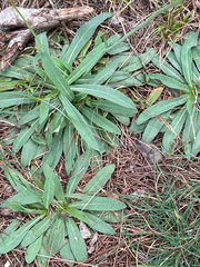 Pilosella caespitosa