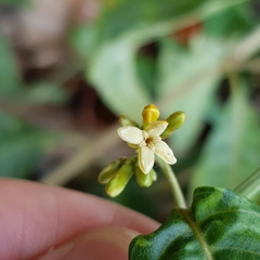 Timonius wallichianus