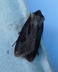 Agrotis venerabilis