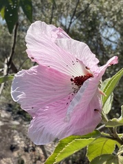 Hibiscus splendens