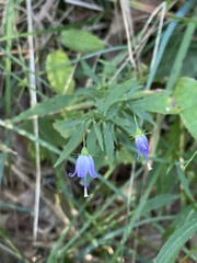Campanula divaricata