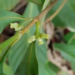 Timonius wallichianus