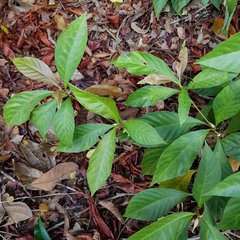 Timonius wallichianus