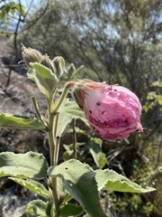 Hibiscus splendens