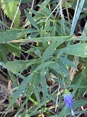 Campanula divaricata