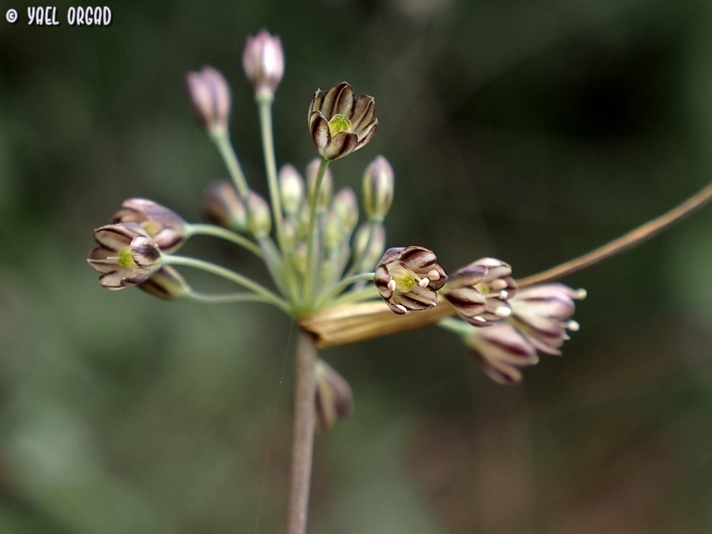 Allium tardiflorum