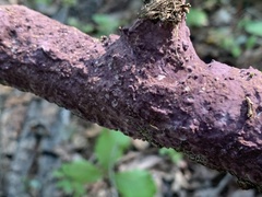 Phlebiopsis crassa