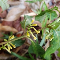 Timonius wallichianus