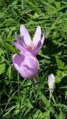Colchicum autumnale