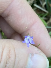 Campanula divaricata